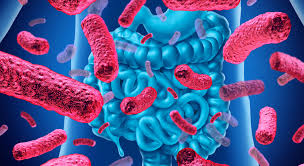 ¿El Probiótico Resuelve Todo? Lo Que Nadie Te Cuenta Sobre la Microbio