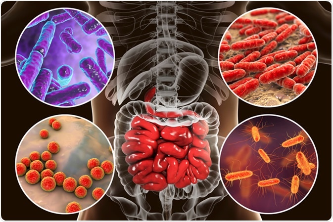 ¿Puede el intestino afectar tus resultados deportivos y rendimiento?